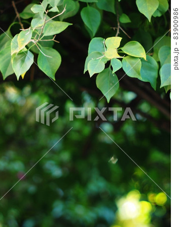 plant leaves close up shallow depth of field under natural sunlight and authentic environment in home garden outdoor for peaceful mood backdrop or background. plant leaves close up shallow depth of field under natural sunlight and authentic environment in home garden outdoor for peaceful mood backdrop or background. 83900986