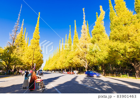 秋の神宮外苑　いちょう並木 83901463