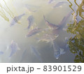 Fishes swimming in water 83901529