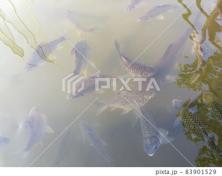 Fishes swimming in water 83901529