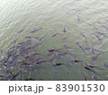 Fishes swimming in water 83901530