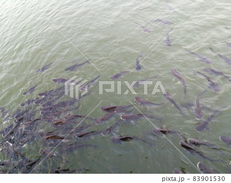 Fishes swimming in water 83901530