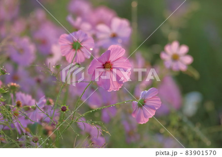 圃場 秋の季節 逆光線 83901570