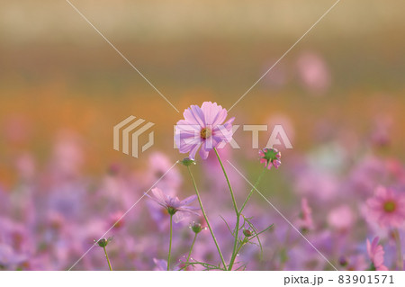 圃場 秋の季節 逆光線 83901571