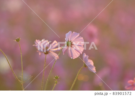 圃場 秋の季節 逆光線 83901572