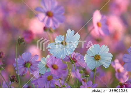 圃場 秋の季節 逆光線 83901588