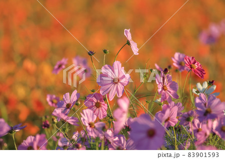 圃場 秋の季節 逆光線 83901593