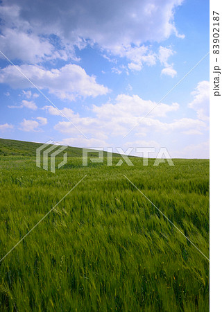慶州市 青麦畑 チョンボリ 83902187