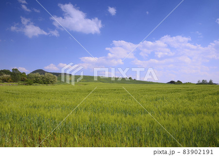 慶州市 青麦畑 チョンボリ 83902191