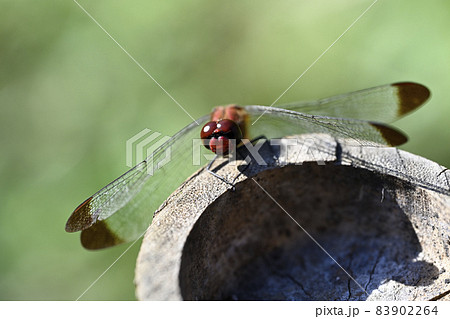 ミヤマアカネ 83902264