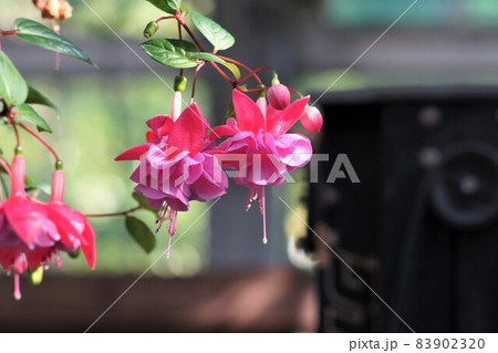 フォーゲルパークの花。 83902320