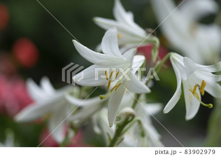 white lilies grow on the farm 83902979