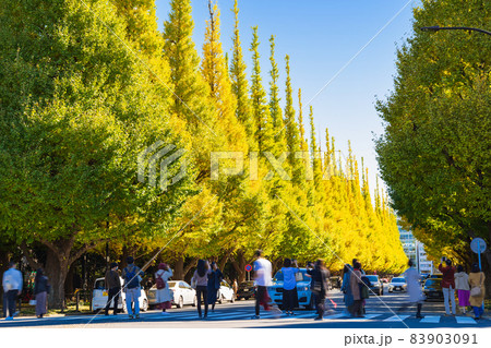 秋の神宮外苑 いちょう並木 秋の神宮外苑 いちょう並木 83903091