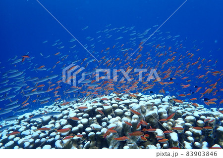 鳩間島 コモンシコロサンゴに群れるハナゴイ 鳩間島 コモンシコロサンゴに群れるハナゴイ 83903846