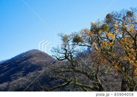 榛名湖 湖畔の木にヤドリギ 榛名湖 湖畔の木にヤドリギ 83904058