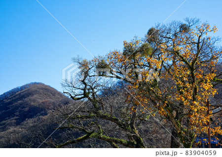 榛名湖 湖畔の木にヤドリギ 榛名湖 湖畔の木にヤドリギ 83904059