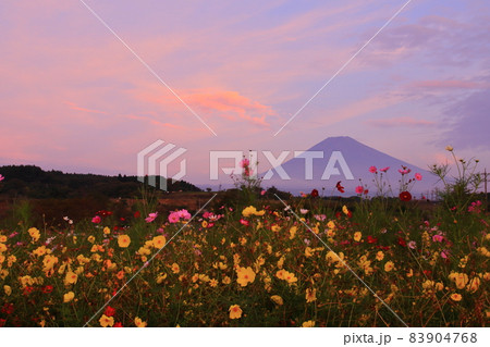 裾野市 須山街道筋 富士山と朝焼け雲とコスモス畑 裾野市 須山街道筋 富士山と朝焼け雲とコスモス畑 83904768