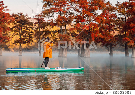 Woman relax on stand up paddle board at the lake with autumnal Taxodium trees in morning. Woman relax on stand up paddle board at the lake with autumnal Taxodium trees in morning. 83905605
