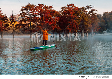 Woman paddle on SUP board at lake with autumnal Taxodium trees in early morning. Woman paddle on SUP board at lake with autumnal Taxodium trees in early morning. 83905606