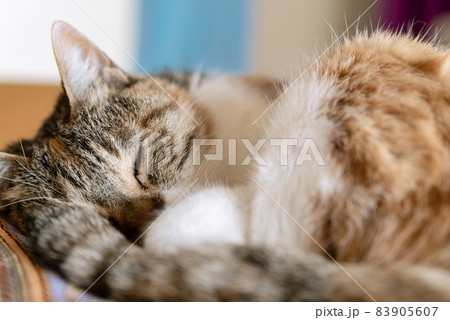 昼寝をする猫 昼寝をする猫 83905607