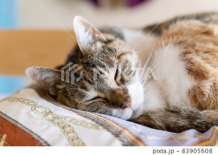 昼寝をする猫 昼寝をする猫 83905608