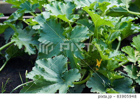 A large green leaf of zucchini in the greenhouse. A leaf that grows on a zucchini bush in a greenhouse. High quality photo A large green leaf of zucchini in the greenhouse. A leaf that grows on a zucchini bush in a greenhouse. High quality photo 83905948