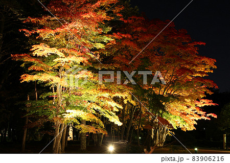 美しくライトアップされた香雪園の紅葉のハーモニーの写真素材