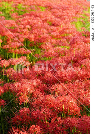 一面に咲く彼岸花 83906445