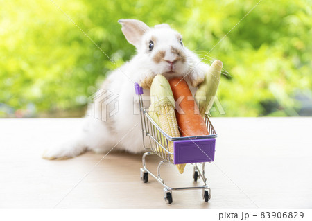 Adorable baby rabbit white, brown pushing shopping basket cart have fresh carrot and baby corn Adorable baby rabbit white, brown pushing shopping basket cart have fresh carrot and baby corn 83906829
