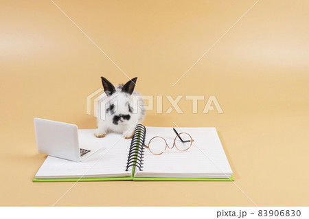 Adorable furry baby rabbit black and white looking at laptop on the book while sitting over isolated Adorable furry baby rabbit black and white looking at laptop on the book while sitting over isolated 83906830