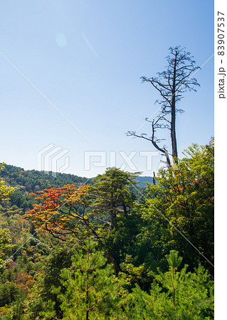 秋の霧島えびの高原に紅葉が美しい池の風景 秋の霧島えびの高原に紅葉が美しい池の風景 83907537