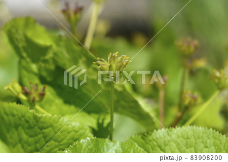 Marsh Marigold Marsh Marigold 83908200