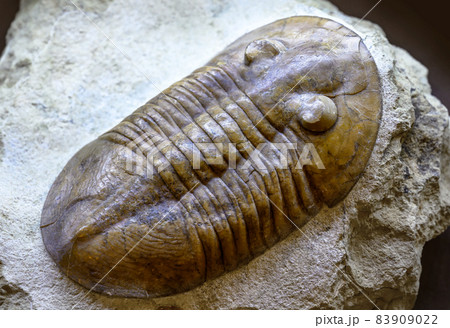 Trilobite fossil on stone, prehistoric extinct animal lived in Cambrian and Silurian seas 83909022