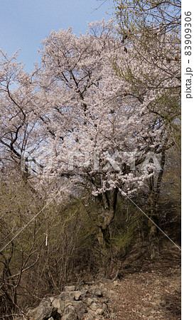 山梨県中央市大鳥居の山の神千本桜から山之神社への山道の桜 山梨県中央市大鳥居の山の神千本桜から山之神社への山道の桜 83909306