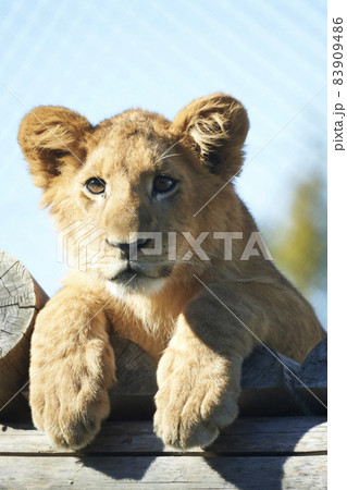 正面を向くライオンの子どもの写真素材 [83909486] - PIXTA