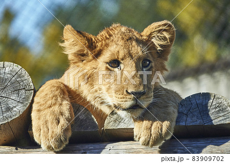 正面を向くライオンの子ども5 83909702