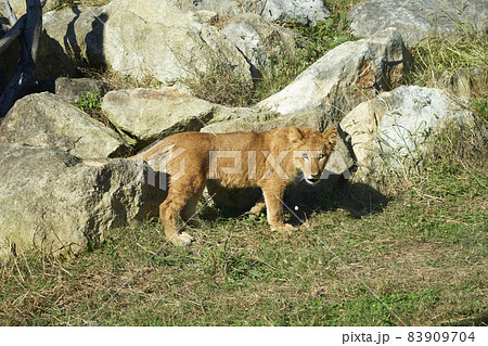ライオンの子ども全身 83909704