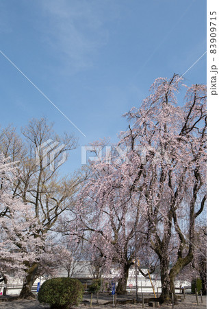山梨南アルプス市の妙了寺の春のピンク色のしだれ桜 山梨南アルプス市の妙了寺の春のピンク色のしだれ桜 83909715