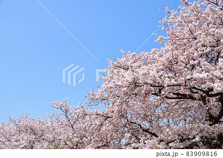青空　染井吉野 83909816