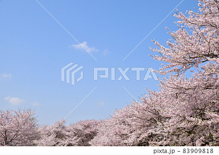 青空 染井吉野 青空 染井吉野 83909818