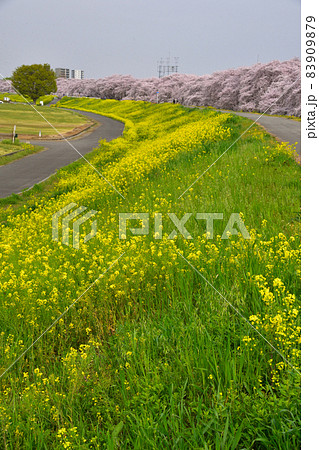 桜景 熊谷桜堤 桜景 熊谷桜堤 83909879