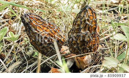 Two morels mushrooms in a forest clearing among the grass, eaten by insects on the inside Two morels mushrooms in a forest clearing among the grass, eaten by insects on the inside 83909937
