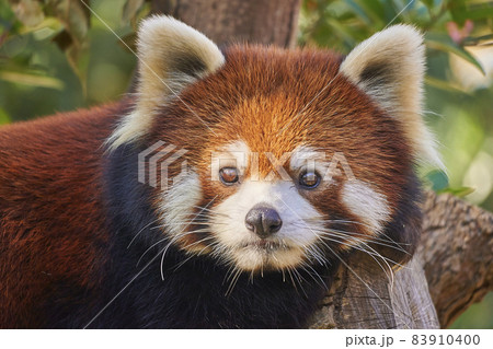 レッサーパンダの顔のアップの写真素材