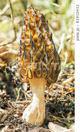 Morel mushroom in the spring sun in the forest, high definition macro Morel mushroom in the spring sun in the forest, high definition macro 83910432