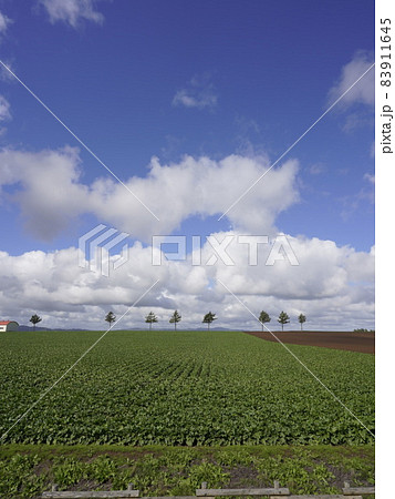 北海道のメルヘンの丘めまんべつ 83911645