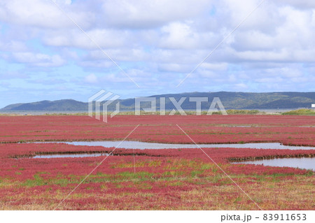 北海道の網走市に広がる絶景日本一サンゴ草群落地 83911653