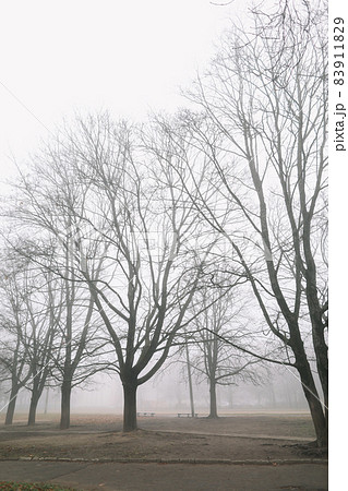 mysterious scene of autumn nature in the foggy morning, moody misty forest mysterious scene of autumn nature in the foggy morning, moody misty forest 83911829