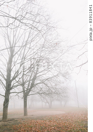 mysterious scene of autumn nature in the foggy morning, moody misty forest mysterious scene of autumn nature in the foggy morning, moody misty forest 83911841