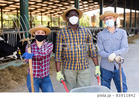 Group of farmers in protective masks in cowshed Group of farmers in protective masks in cowshed 83911842