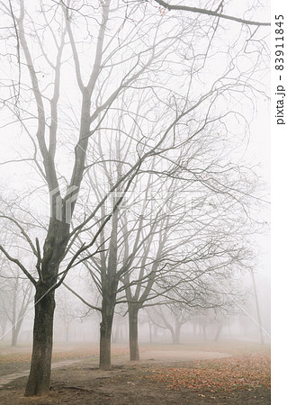 mysterious scene of autumn nature in the foggy morning, moody misty forest mysterious scene of autumn nature in the foggy morning, moody misty forest 83911845